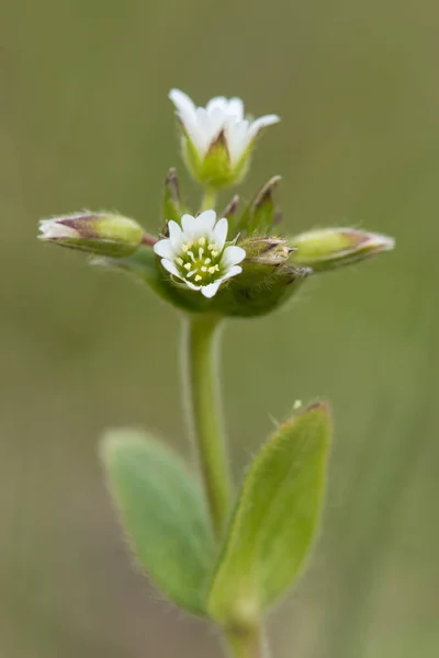 Растение обыкновенного мышиного уха (Cerastium fontanum) в цвету — стоковое фото