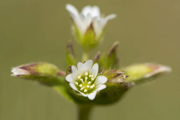 Обыкновенный мышиный ухо (Cerastium fontanum) цветы — стоковое фото