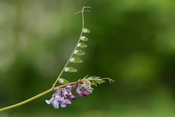 Bush vetch (Vicia sepium) planta en flor — Foto de Stock