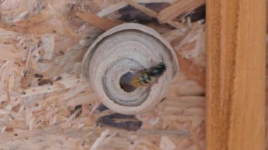 Yuva inşa ortak yaban arısı Kraliçe (Vespula vulgaris)