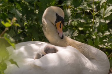 Kalemdeki Sessiz Kuğu (Cygnus rengi) cygnets