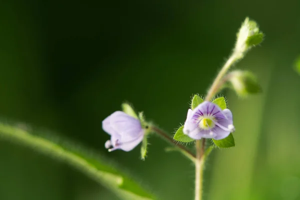 Дерево Speedwell (Вероника Монтана) в цвету — стоковое фото