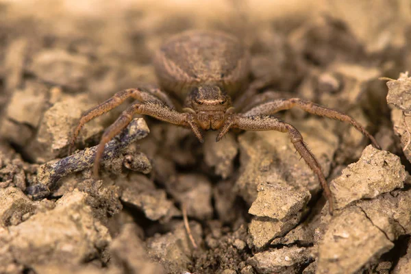 Xysticus bifasciatus tête d'araignée sur — Photo