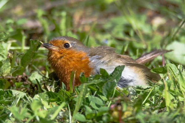 Robin (Erithacus rubecula) aloittelija maassa — kuvapankkivalokuva