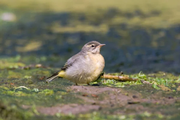 Konipas horský (Motacilla cinerea) rodící — Stock fotografie