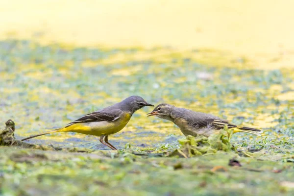 Queue d'aigle grise (Motacilla cinerea) adulte avec jeune — Photo