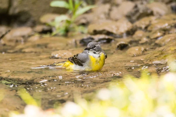 Šedý Konipas (Motacilla cinerea) koupání v proudu — Stock fotografie