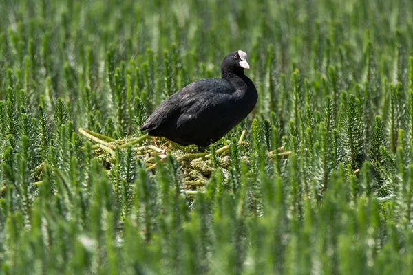 Sothöna (Fulica atra) stående på boet bland vattenväxter — Stockfoto