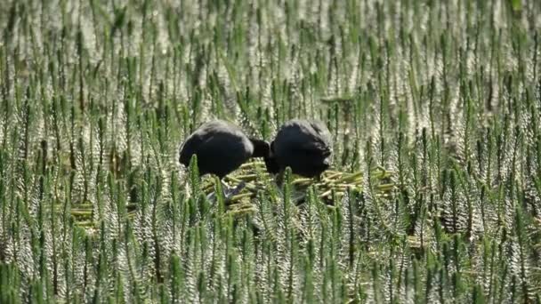 Para z łyski (Fulica atra) zagnieżdżanie wśród roślinności wodnej — Wideo stockowe