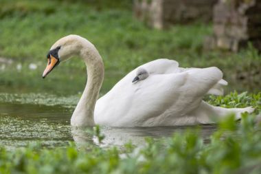 Sessiz kuğu (Cygnus rengi) cygnet Yüzme kadın üzerinde