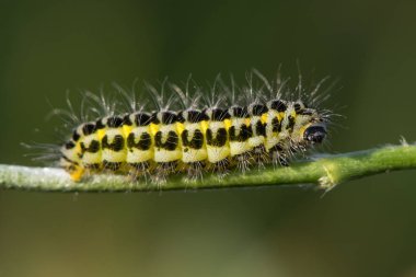 Beş nokta burnet dar sınırlanmıştır güve (Zygaena lonicerae) caterpillar profili