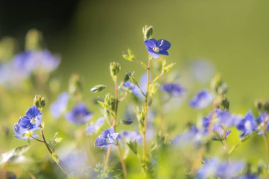 Germander speedwell (Veronica otu) çiçekler