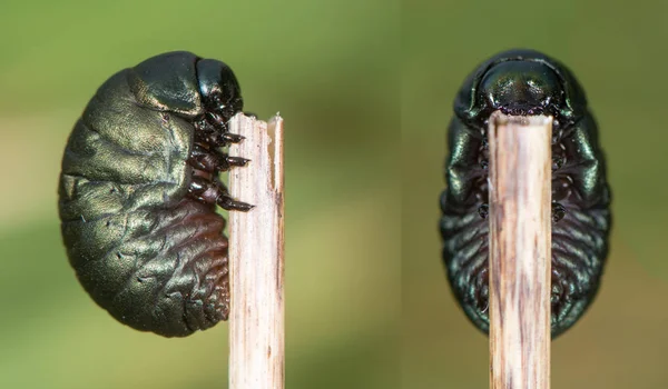 Escarabajo de nariz ensangrentada (Timarcha tenebricosa) larva compuesto — Foto de Stock