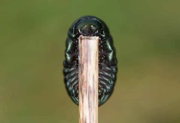 Scarabeo dal naso insanguinato (Timarcha tenebricosa) larva inferiore — Foto Stock