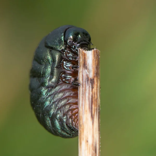 Bloody-nosed skalbagge (Timarcha tenebricosa) larv — Stockfoto