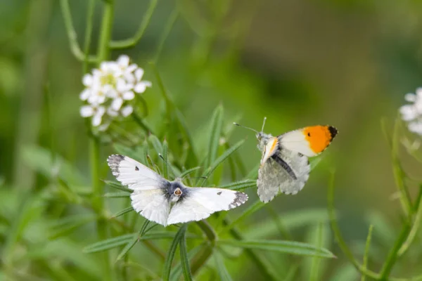 Turuncu-İpucu kelebekler (Anthocharis cardamines) hakkında mate — Stok fotoğraf