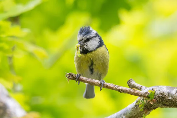 Teta azul (Cyanistes caeruleus) con oruga en pico — Foto de Stock