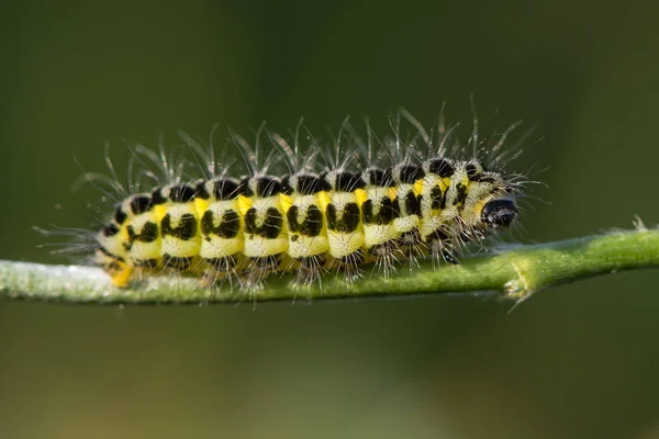 Hraničí s úzkým pět spot burnet moth (Zygaena lonicerae) housenka profil — Stock fotografie