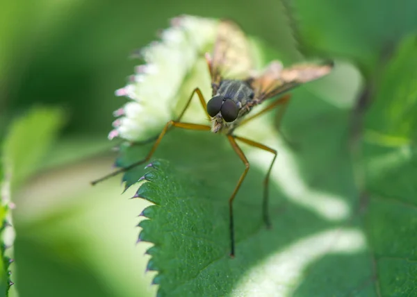 Snipe fly (Rhagio scolopaceus) — Stock Photo, Image
