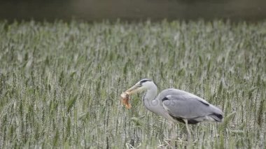 Gri balıkçıl (Ardea cinerea) balık yakalamak