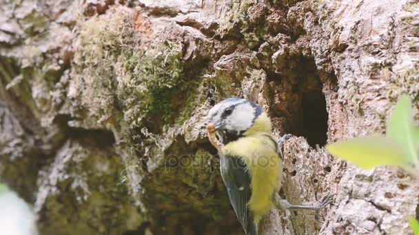 Tetas azules (Cyanistes caeruleus) alimentando a los polluelos en el nido — Vídeos de Stock