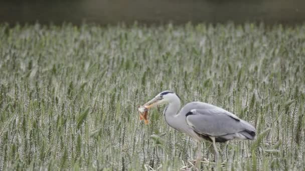 회색 헤론 (Ardea cinerea) 물고기 잡기 — 비디오