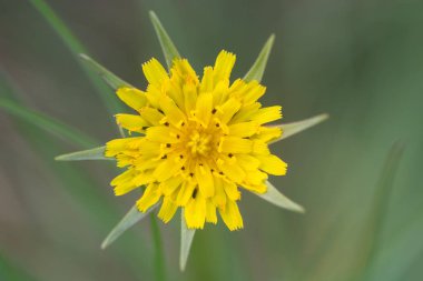 Goat's-Beard (Tragopogon pratensis) önümüzdeki