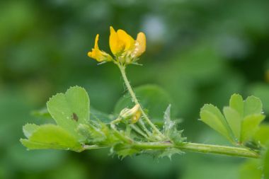 Benekli kelebekotu (Medicago arabica) çiçek