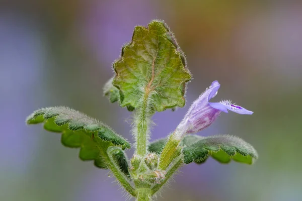 Lierre broyé (Glechoma hederacea) floraison — Photo
