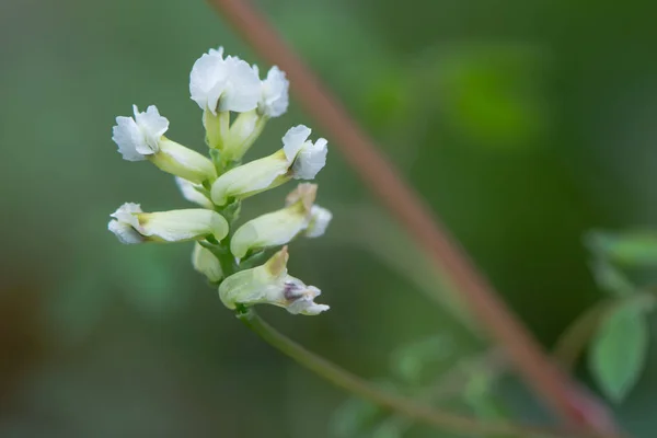 Wspinaczka kwiatostan Kokorycz (Ceratocapnos claviculata) — Zdjęcie stockowe