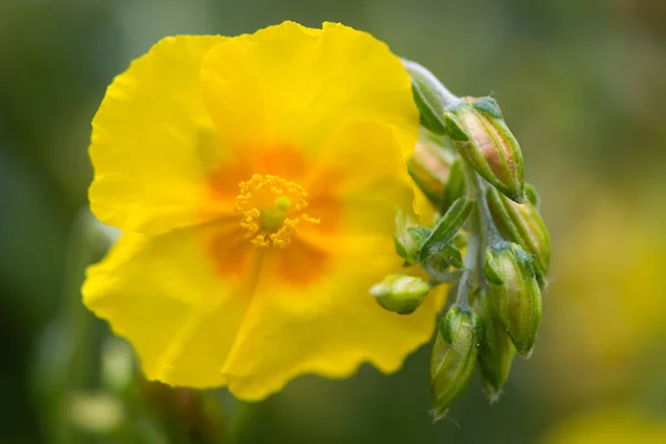 Rosa rocciosa (Helianthemum 'Ben Fhada') fiore e boccioli — Foto Stock