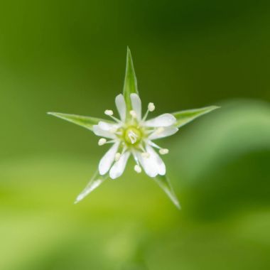 Bataklık stitchwort (Stellaria alsine) çiçek