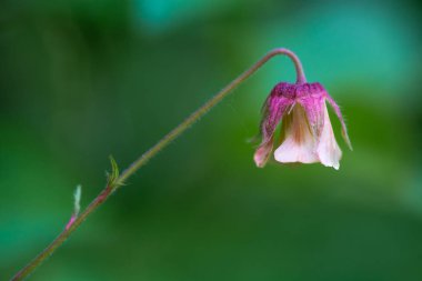 Water avens (Geum rivale) flower clipart