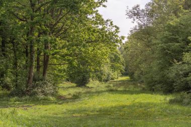 Alt Woods doğa rezerv ıslak ormanlık yolculuk