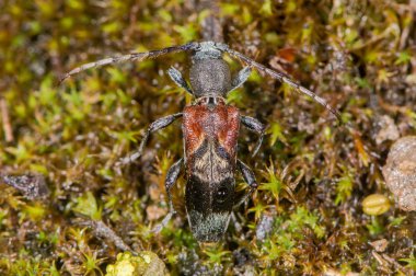 Yukarıdan Longhorn böcek (Anaglyptus mysticus)