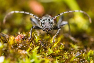 Longhorn böcek (Anaglyptus mysticus) başına