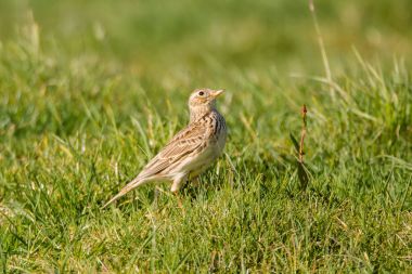 Skylark (Alauda arvensis) ararken yerde