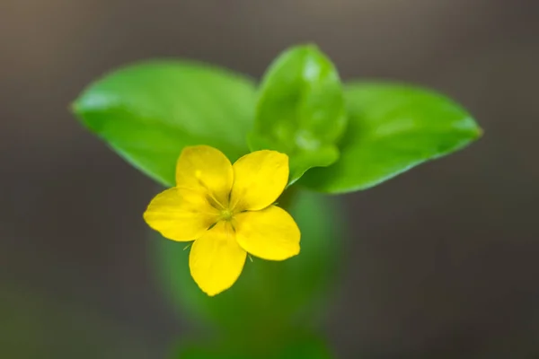 Pojedynczy kwiat żółty pimpernel (Lysimachia nemorum) — Zdjęcie stockowe