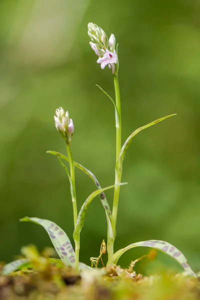Wspólnym zauważył storczyki (Dactylorhiza fuchsii) w kwiat — Zdjęcie stockowe