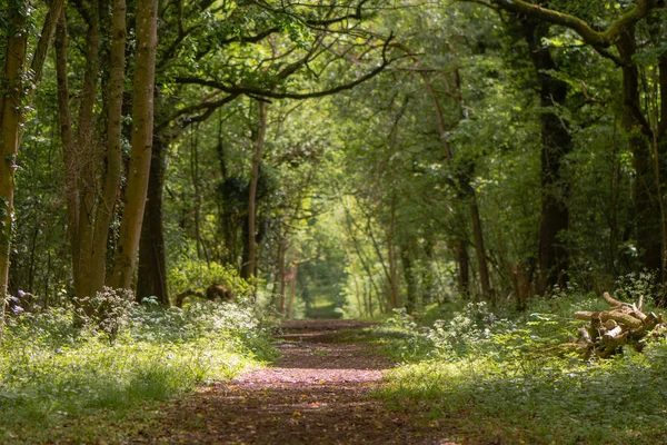 Caminho através da floresta antiga britânica com luz solar dappled — Fotografia de Stock