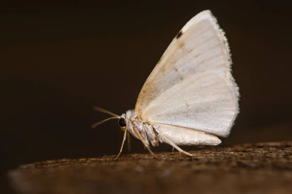 White-pinion spotted moth (Lomographa bimaculata) underside — Stock Photo, Image