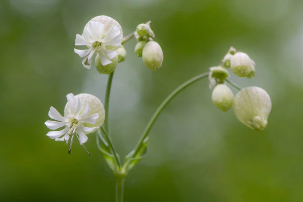 Campion vésical (Silene vulgaris) en fleur — Photo