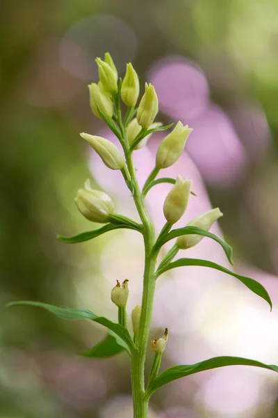 Белый геллеборин (Cephalanthera damasonium) цветы — стоковое фото