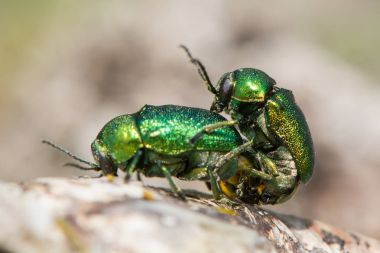 Polis Cryptocephalus aureolus böcekler