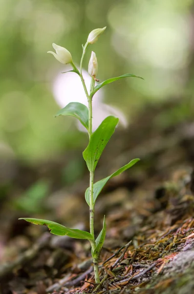 Héliborine blanche (Cephalanthera damasonium) plante en fleur — Photo