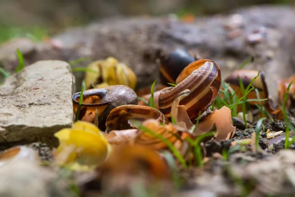 Conchiglie di lumaca rotte da mughetto canzone (Turdus philomelus ) — Foto Stock