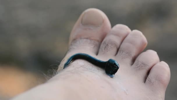 Paard leech (Haemopis sanguisuga) op de voet van de man — Stockvideo