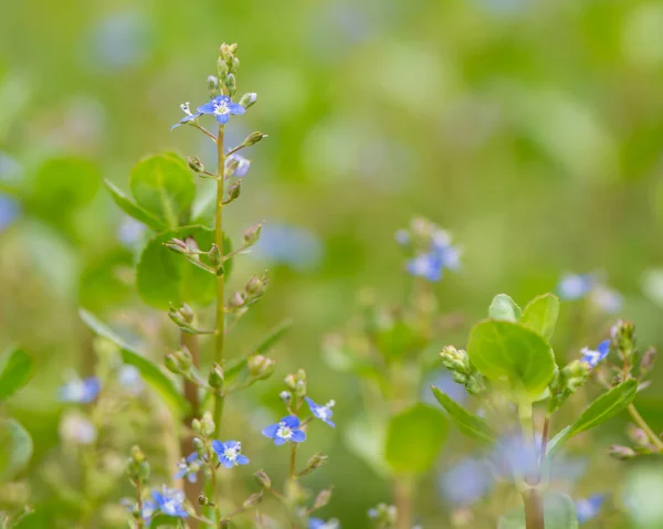 Brooklime (Veronica beccabunga) bitki çiçek