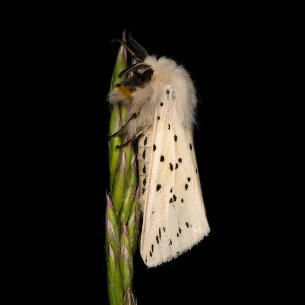 흰 족제비 (Spilosoma lubricipeda) 잔디에 — 스톡 사진