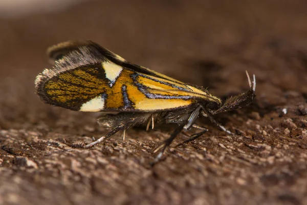 Alabonia geoffrella moth in profile — Stock Photo, Image